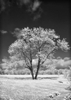 Lone-tree-(B_W)