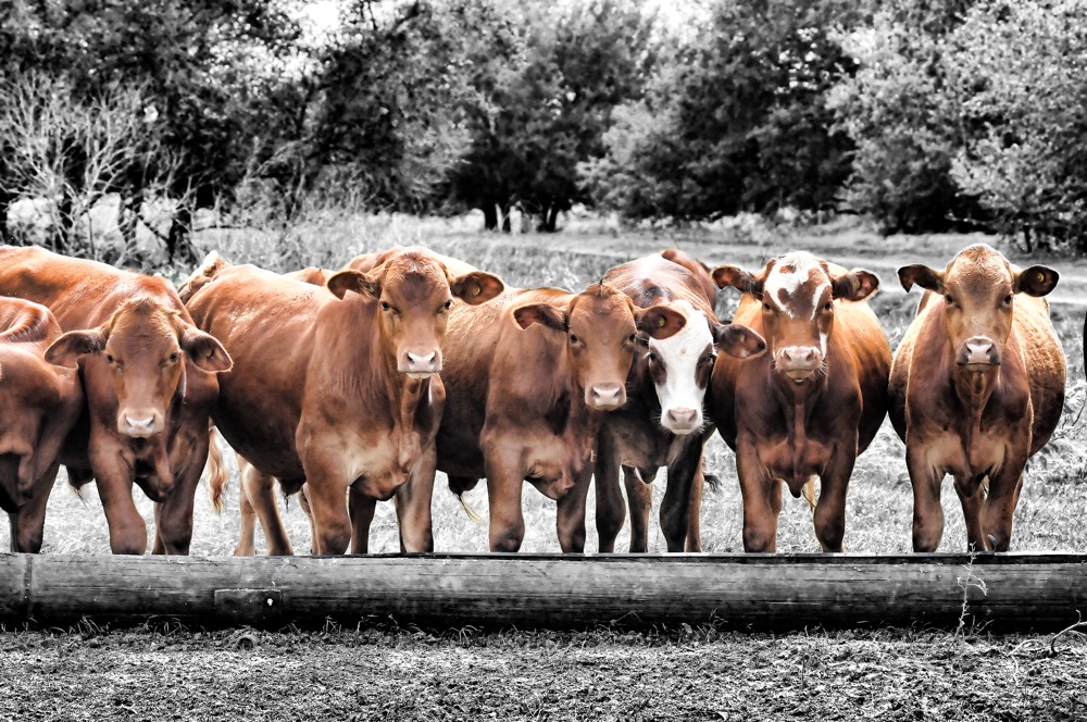 You Looking At Me? Vidaurri, Texas