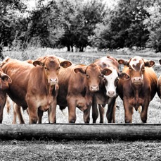 Ranch cows.jpg