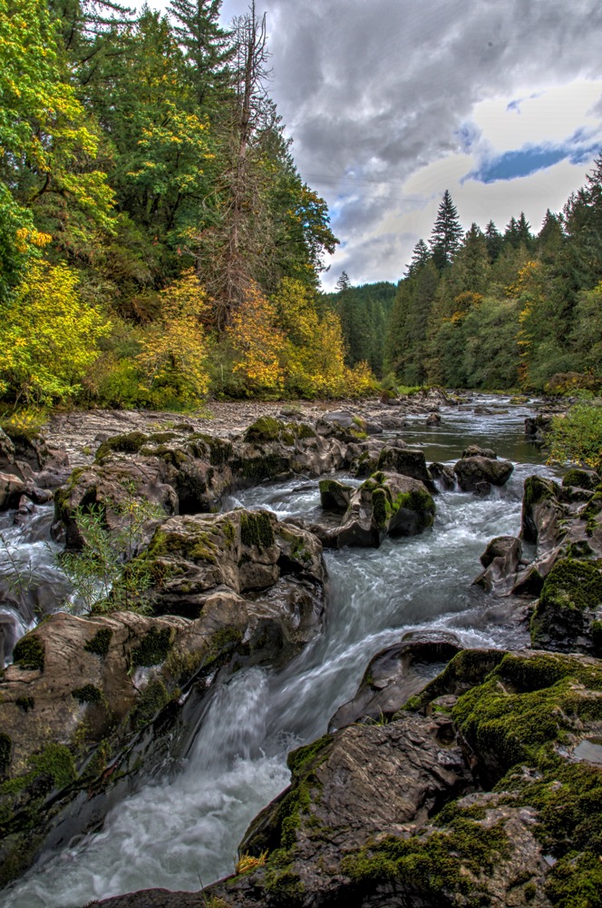 Foliage Along the Santiam River. Oregon