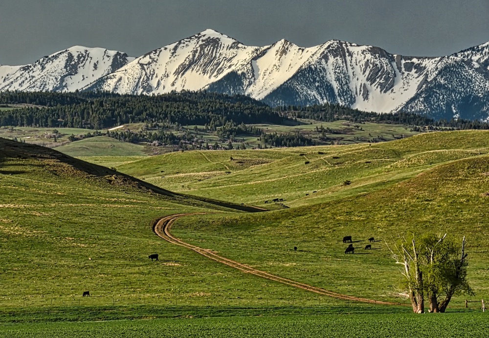 Montana