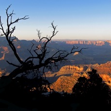 Canyon Tree.jpg