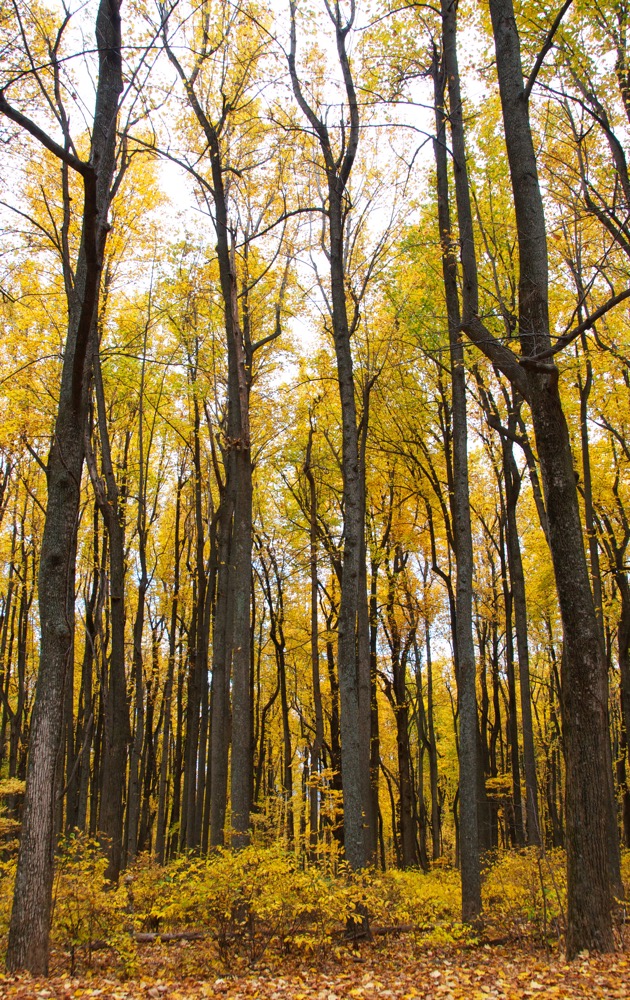 Blue Ridge Parkway, Virginia